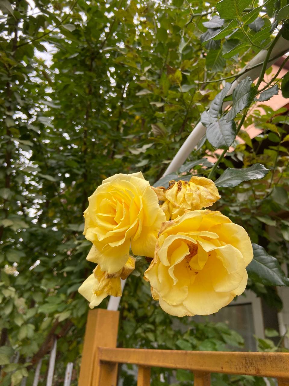 – Ну, ти ж від бабусі трикімнатну квартиру отримала? Так продай її, та купи моїй мамі будинок, – здивував чоловік