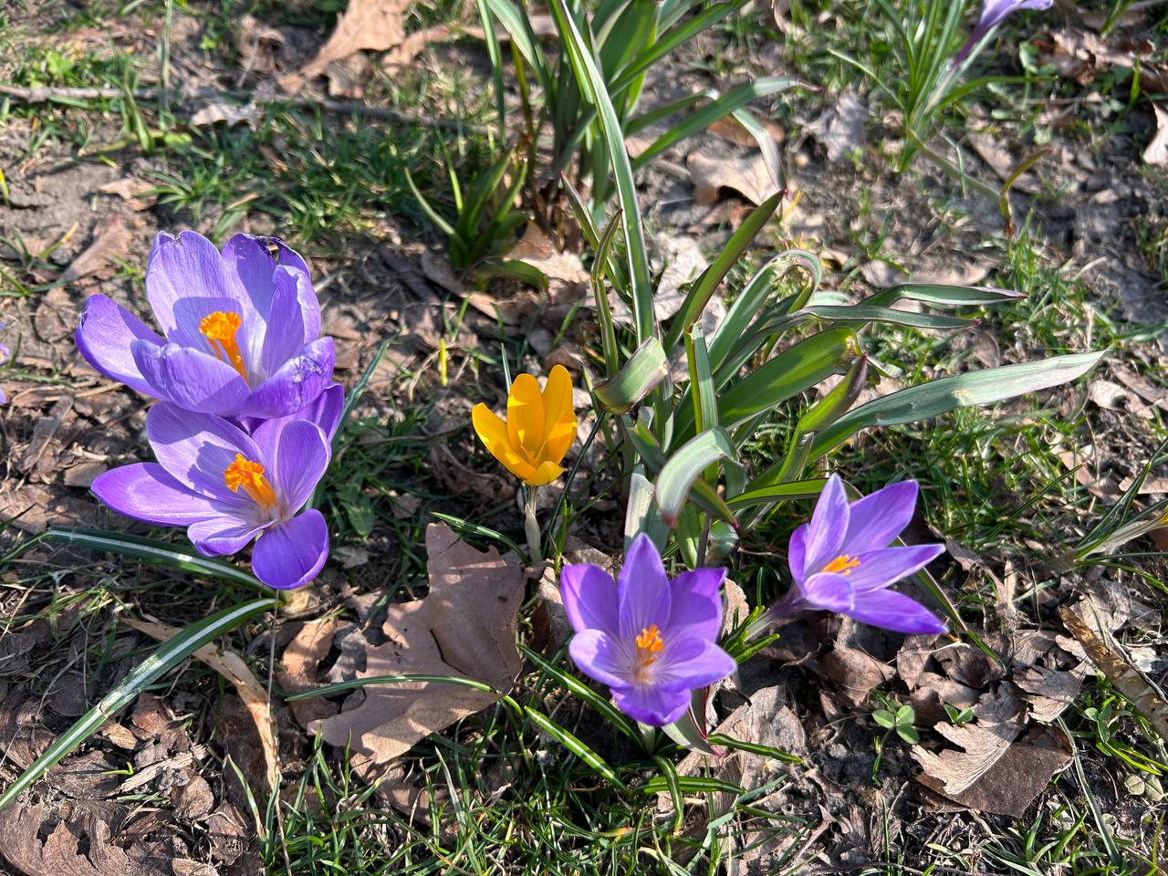 Моя свекруха ще тієї епохи, коли стіл має ломитися від наїдків ще від самого ранку, а гості мають сідати до столу, де вже салати злегка вивітрилися. Бо так ми гостей поважаємо і чекаємо, а ще їди має бути просто ціла купа, щоб потім ще тиждень їли самі, доїдали кіт з псом, кури і свині