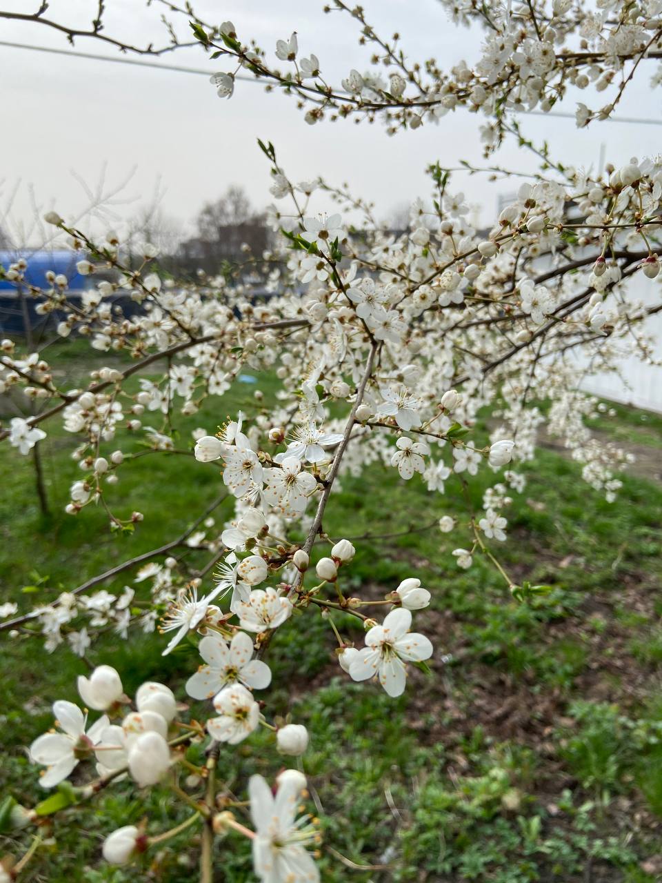 – Тетяно, ви мені ще навіть не невістка, а вже свої правила диктуєте