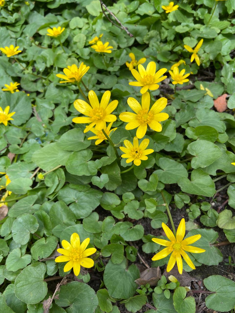 То ви за 8 років не спромоглися гроші на одну квартиру скласти? Що ви там робите в тій Італії? – з докором якось запитала мене невістка. Я вважала, що сина я не обділила, адже залишила йому свою відремонтовану квартиру. Та невістка залишилася невдоволеною, вона хоче обіцяної мною нової квартири. А оскільки Меланія вміє рахувати, вона розуміє, що таким темпом на нову квартиру я назбираю не скоро. В знак протесту, коли я приїжджаю додому на свята, невістка збирає дітей і їде до своєї мами