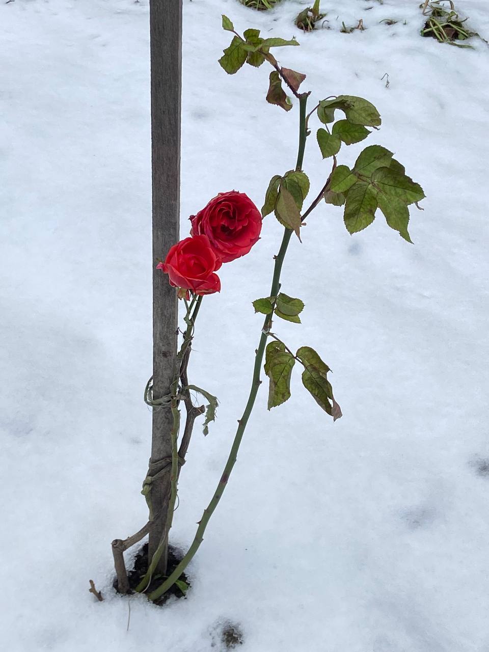 Я не зрозуміла, мамо, то ти в Італію поїхала гроші заробляти чи своє особисте життя влаштовувати? – з претензією заявила мені моя донька по телефону, коли стала у мене як зазвичай гроші просити, а я сказала, що все, лавочка закрилася, бо я з роботи пішла. В 63 роки я і сама не планувала заміж виходити, але у долі, видно, щодо мене був свій план