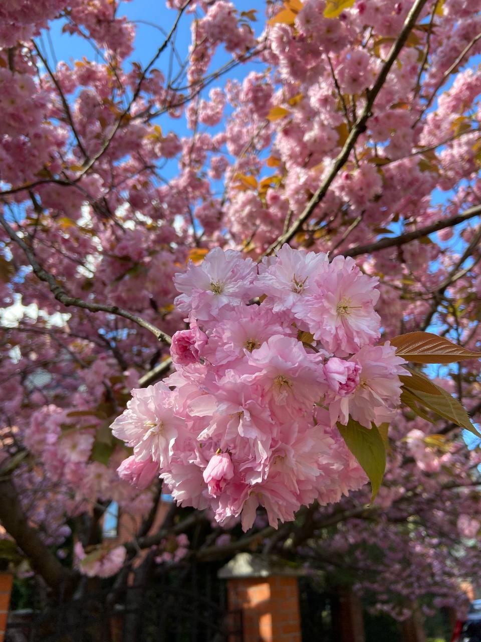 То ви за 8 років не спромоглися гроші на одну квартиру скласти? Що ви там робите в тій Італії? – з докором якось запитала мене невістка. Я вважала, що сина я не обділила, адже залишила йому свою відремонтовану квартиру. Та невістка залишилася невдоволеною, вона хоче обіцяної мною нової квартири. А оскільки Меланія вміє рахувати, вона розуміє, що таким темпом на нову квартиру я назбираю не скоро. В знак протесту, коли я приїжджаю додому на свята, невістка збирає дітей і їде до своєї мами