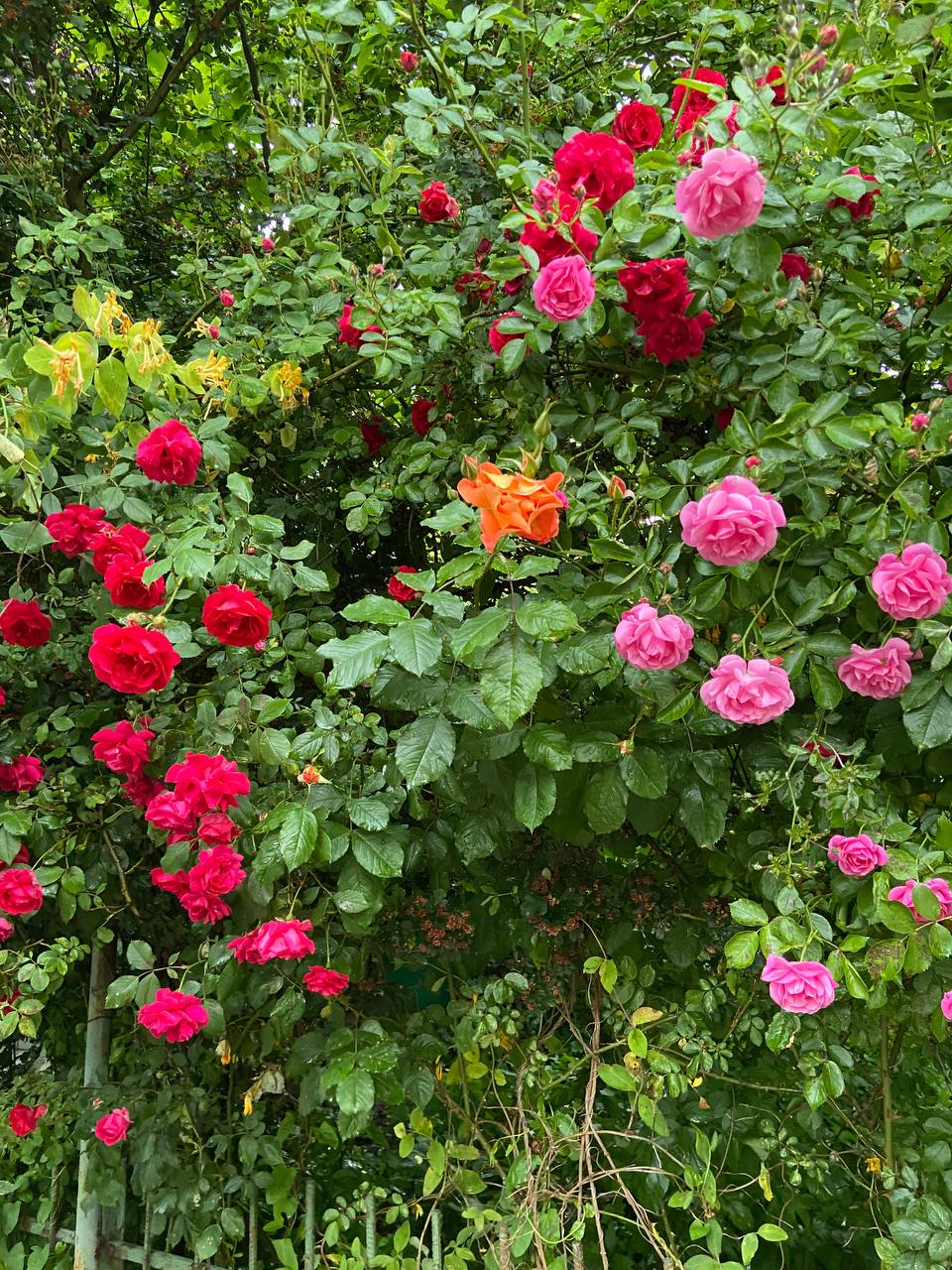 Юля, ти ж розумієш, що тепер усі гроші, які у вас є, ти маєш сестрі віддати? – заявила мені мама. Говорила вона голосно, і я злякалася, щоб хтось не почув, адже в хаті було багато людей. Я зачинила двері на кухню, і тихо питаю: – Мамо, ти взагалі про що? Які гроші? – Ті, що ви на квартиру складали. Вам вона тепер не потрібна, а сестра твоя двійню чекає, їй треба десь жити, – спокійно каже мама. – Сестра заміжня, у неї чоловік є, от нехай він про неї і дбає. А у мене своя сім’я, не збираюся я нікому нічого давати, – пояснила я мамі