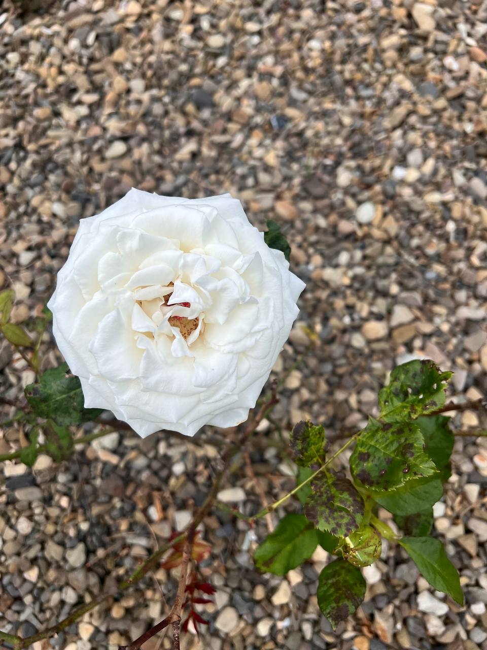 – Відчепіться, я кричати буду! – Та кричи, скільки влізе, ніхто не почує