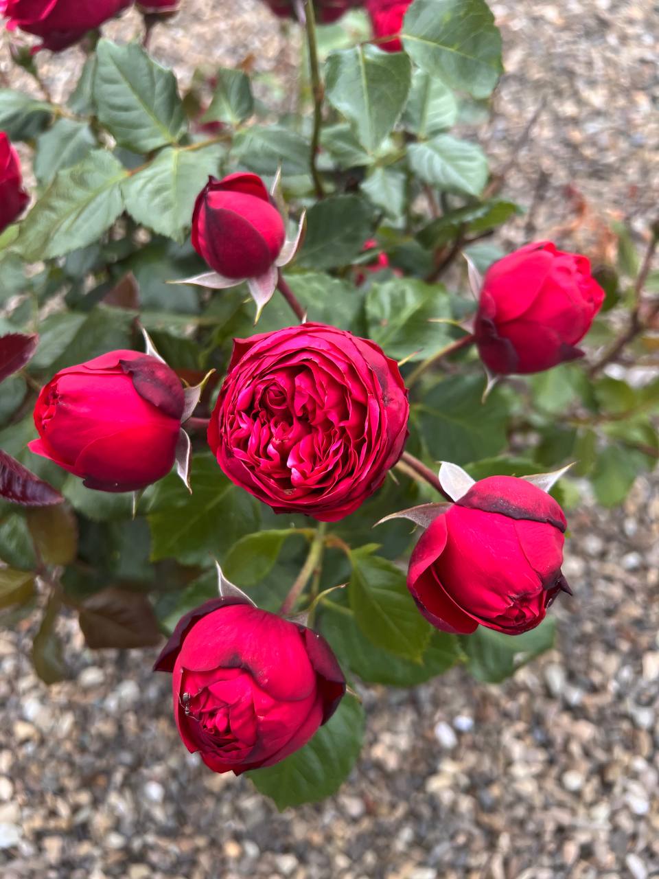 – Так, люба, вимітайся з нашої квартири, поки я тобі волосся не повидирала. Вставай, і на вихід! Геть! Щоб більше я тебе тут не бачила! Віталік мені самій потрібний, зрозуміло?