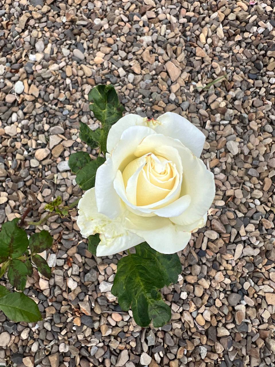 Вікторіє, з нашою мамою щось не так, я це відчуваю, – Тетяна не знаходила собі місця. – Не вигадуй. З чого ти це взяла? Я вчора з мамою говорила, і вона сказала, що з нею все добре, – здивувалася Вікторія. – Як ти не розумієш, в тому то і справа. Якщо мама каже “Все в мене добре”, це означає, що насправді все навпаки, – ділиться своїми думками Тетяна. Мама дівчат, Марія, вже 8 років на заробітках в Італії. Поїхала вона за кордон заради своїх доньок, бо хотіла їм допомогти