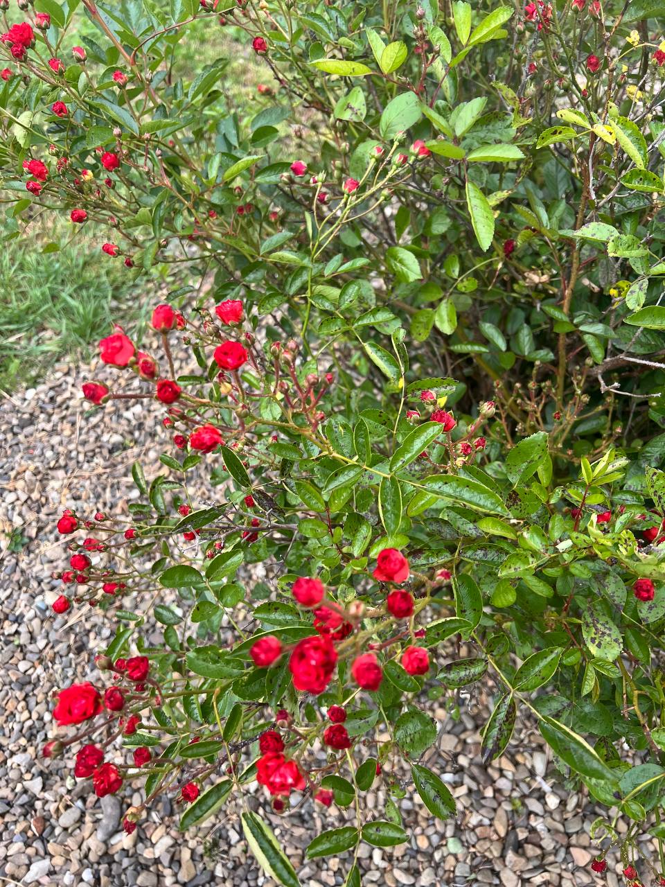 – А в тебе, зятю, совість є? Я взагалі думала, що ти мені все зробиш безплатно! Адже в тебе своя фірма. – Цікава пропозиція! – А роботу хто оплачуватиме? – посміхнувся Захар