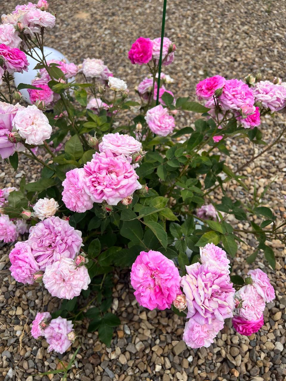 – Павлику, називай мене бабуся Ліда. Ходімо, покажу тобі двір, песика, город. – Ні! Мама казала, що ви зла людина