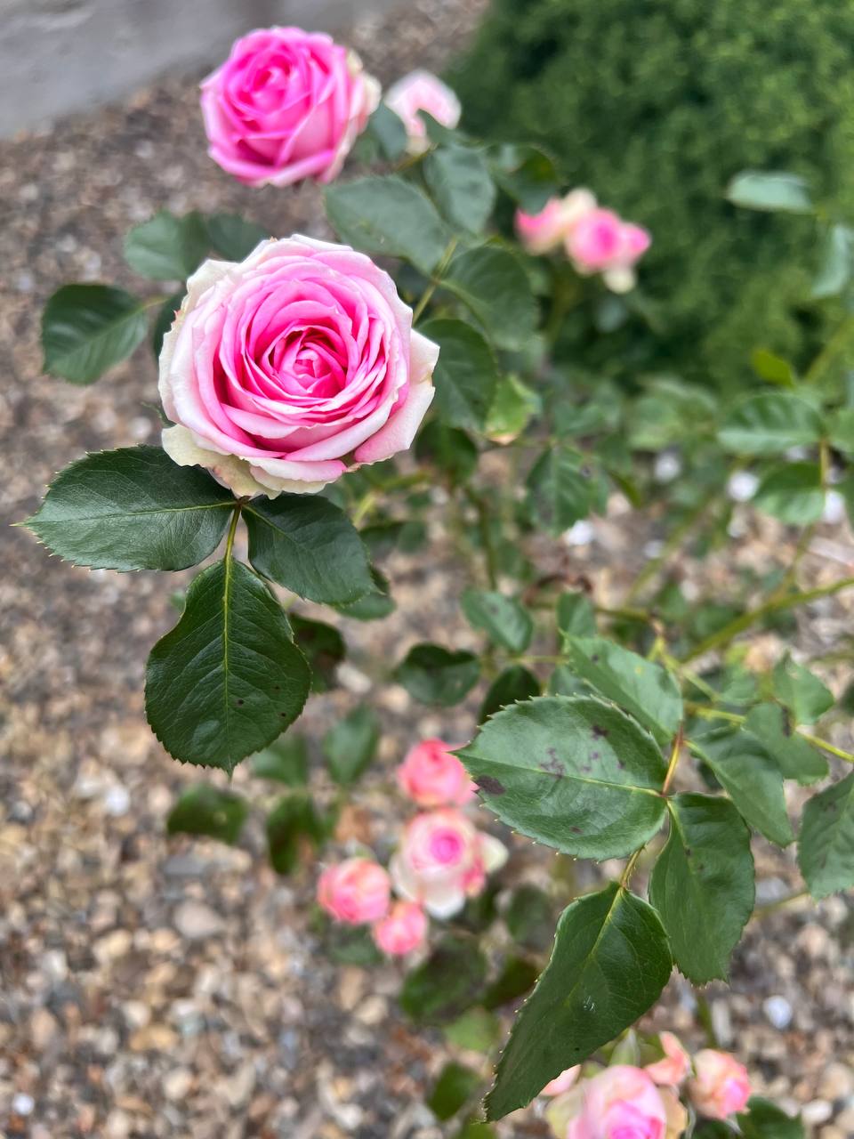 Якщо ти вважаєш, що твоя мама права, то можеш хоч зараз іти до неї, я тебе не тримаю, – з певною ноткою образи в голосі сказав Любомир. Світлана дивилася на нього розгубленими очима, вона вперше бачила свого чоловіка таким. Він був наче сам не свій. – Але ж я просто сказала, що не вважаю доцільним вкладатися у будинок твоїх батьків. І моя мама так вважає. Любомире, сам подумай. Це великі гроші, вони нам ще пригодяться, а тут ми точно жити не будемо. Світлана глянула на свого чоловіка, підійшла ближче, в надії, що він її зрозуміє, адже саме так завжди і було. Та цього разу погляд Любомира був чужим і холодним