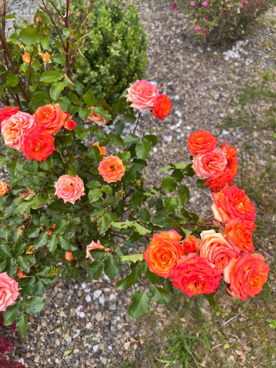 – Таку вечерю приготую – на все життя запам’ятаєте