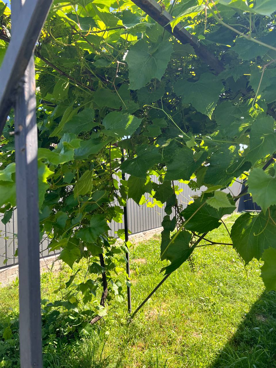 Ви це спеціально робите? Ну невже не можна запам’ятати, що каструлі у нас не в цій шафці зберігаються, – вкотре повчала мене невістка. Її дуже дратувала моя присутність, і це було відразу видно, хоч вона нічого прямо і не говорила. Я приїхала з Італії, син мені виділив окрему кімнату. Якщо чесно, я думала, що у великому будинку для мене можна щось і краще було знайти, бо зараз моя кімната швидше комірчину якусь нагадує