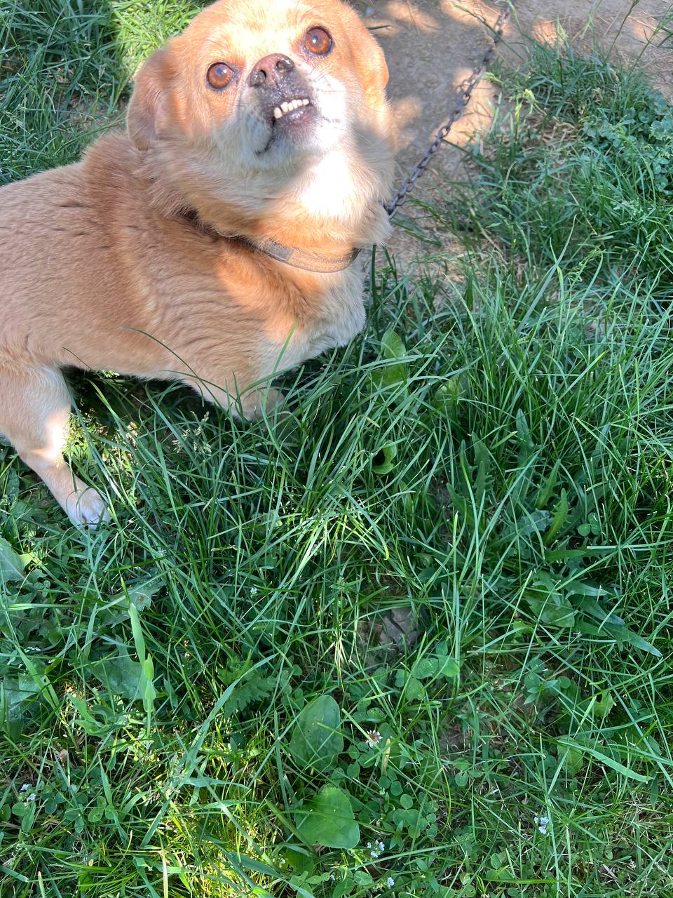 – Послухай, Катю, якби у світі існував орден, яким би нагороджували саму недолугу  дружину, він би дістався тобі! Знаєш, як ми з Галиною іржали над тобою, коли ти сама відправляла мене до неї, своєї подружки та моєї пасії