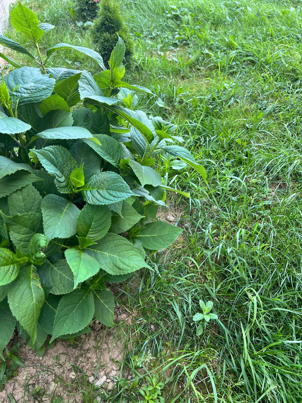 — Олено, тільки не гнівайся, але вас з чоловіком і донькою на весілля ми не кличемо, — заторохтіла Світлана. — У Дениса купа рідні, довелося урізати список