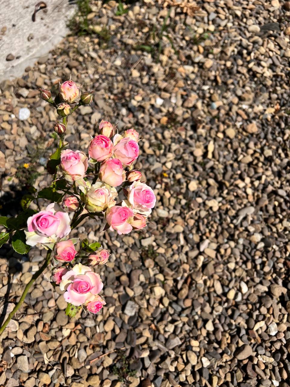 Віро, як це ти не підеш? Ти хоч розумієш, як мені буде без дружини на цьому весіллі? – в розпачі став проситися Петро. – Не піду, бо мені нема чого там робити. І тобі не раджу туди йти, – не відводячи погляду від дзеркала, спокійно відказала дружина. – Я не можу не піти, рідна донька мене на своє весілля покликала, як я не піду? Але мені без тебе там незручно буде. Оксана сказала, що тебе теж запрошує, от, і в запрошенні ти теж є, – Петро відкрив конверт із запрошенням і показав Вірі. Чоловік почухав потилицю і замовк, він добре знав характер своєї дружини, і розумів, що якщо вона сказала, що не піде, то не піде. Але і самому йому якось незручно йти