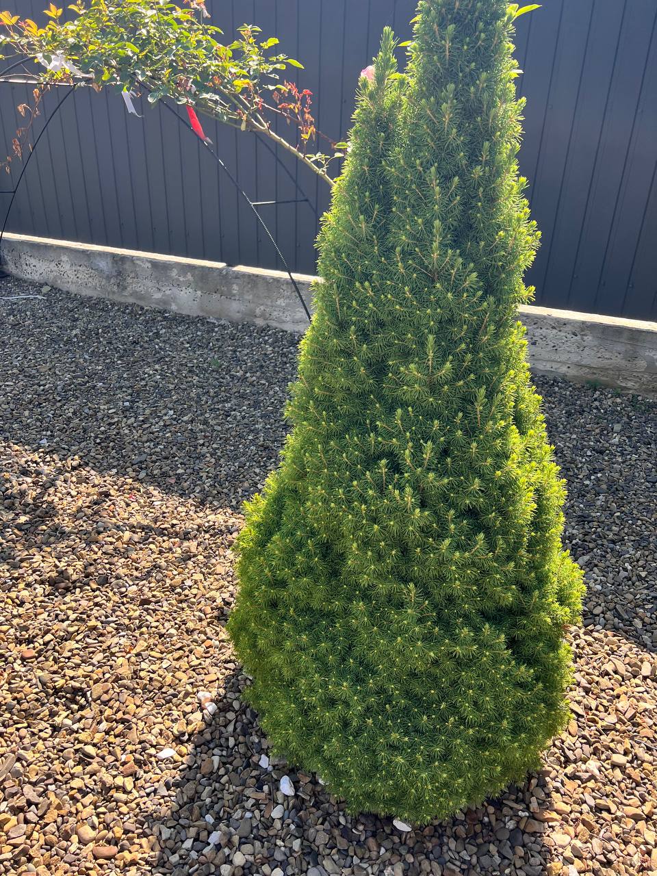 – Та не буду я ці відходи їсти! – випалила Віка, відсуваючи тарілку з м’ясом по-французьки. – Суші там, чи тирамісу немає, чи що?