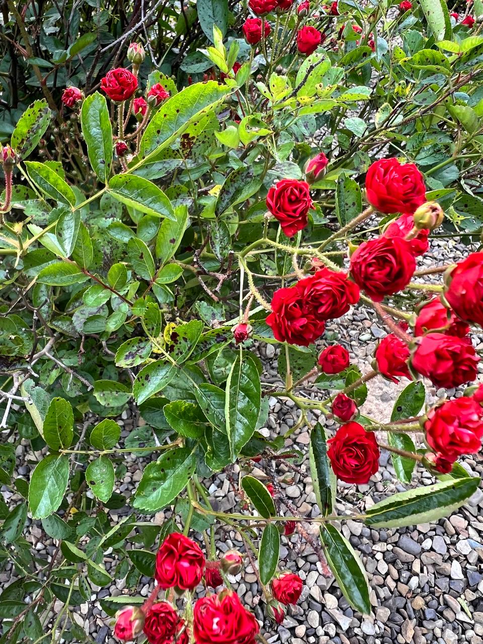 – Ірочко, як же так? Виходить, ти гроші взяла, та ще й квартиру вимагаєш? – Не добре це, дівчинко, – зітхнув дядько Петя. – Бабуся ж справедливо все розділила