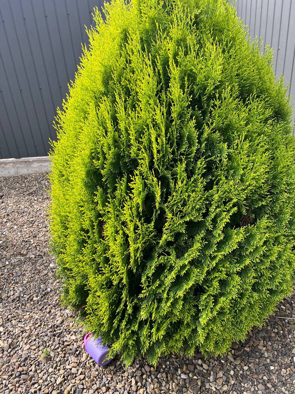 – Сподіваюся, Микола зробить свої висновки. Адже тепер його проживання тут залежить тільки від бажання Варвари