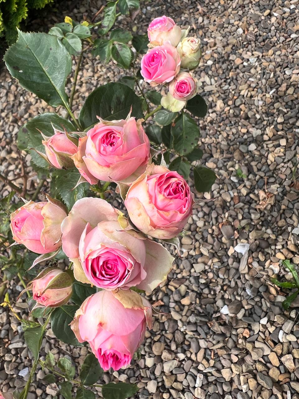 Все! Більше я в цьому житті нікому нічого не винна. Чоловіка – немає, дочку – віддала заміж. Мені сорок п’ять, настав час влаштовувати своє особисте життя, – Яна підійшла до дзеркала, критично оглянула себе. – На обличчя, начебто, симпатична. Тим паче косметику дорогу дочка подарувала