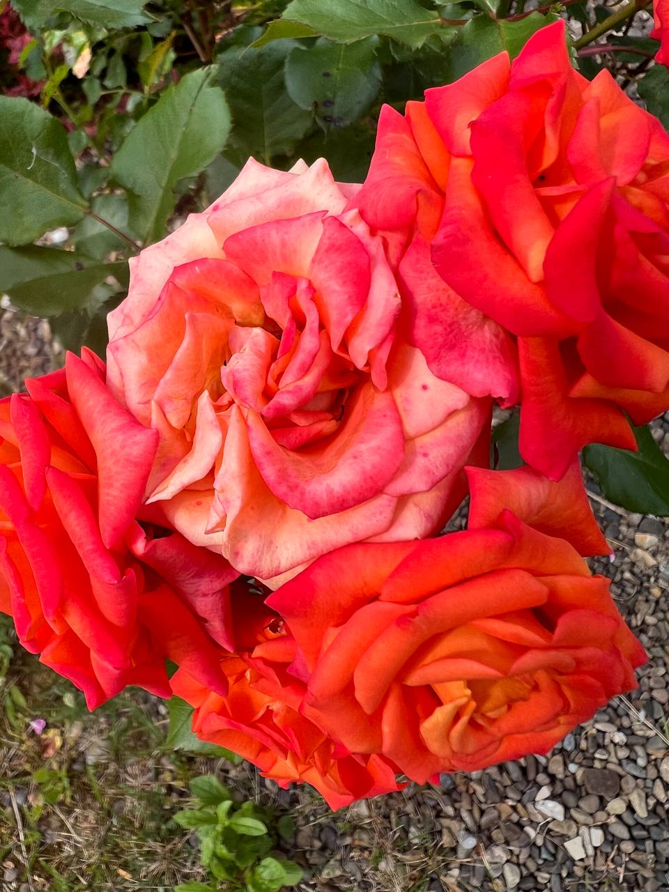 – Я до Марка Павленка, – заторохтіла незнайомка, – хотіла сюрприз зробити, в гуртожиток із дітьми приїхала, а його сусід Роман каже, що він живе ось за цією адресою. – Так, а я цих хлопчиків знаю, бачила їх на фотографії в  їхнього дядька. – Ви хотіли сказати «татка»? – поправила гостя. – Хіба вони не його племінники? – навіщось перепитала Уляна, хоча й так уже все було зрозуміло. – Вони – його дітки! – підвищила голос жінка.