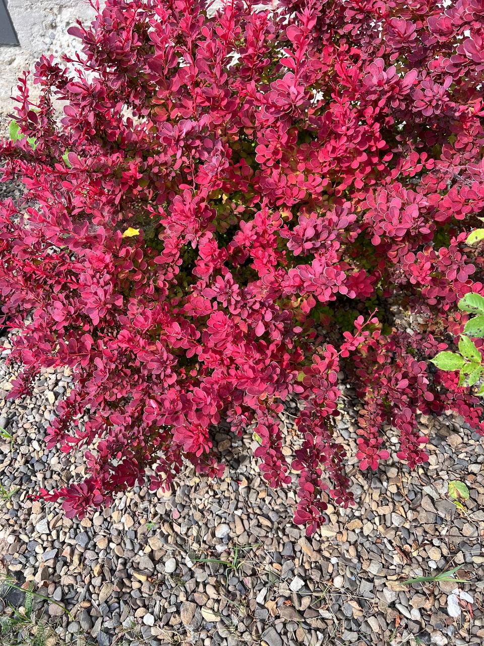 — Вибач, мамо, я переб’ю тебе. Я дуже хочу зараз думати, що помиляюся в оцінках твого побажання. І хоча ми приберігали цю новину на кінець свята, я думаю, що можу її озвучити вже зараз