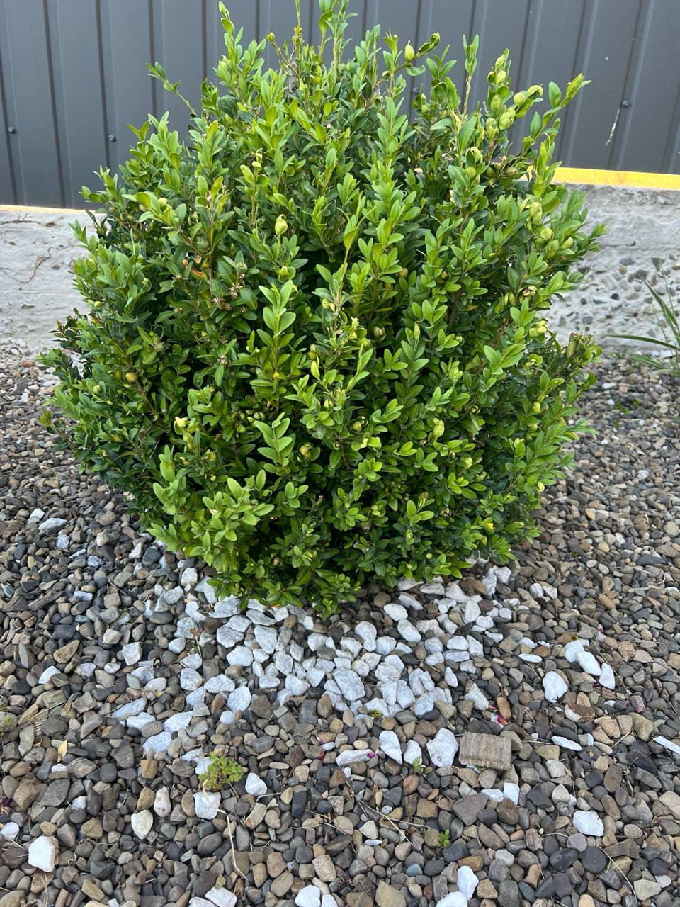 – О, зірка прийшла! Ну що, хоч вигідно сім’ю продала? – отруйний голос свекрухи пролунав із кухні раніше, ніж Ірина встигла зачинити вхідні двері