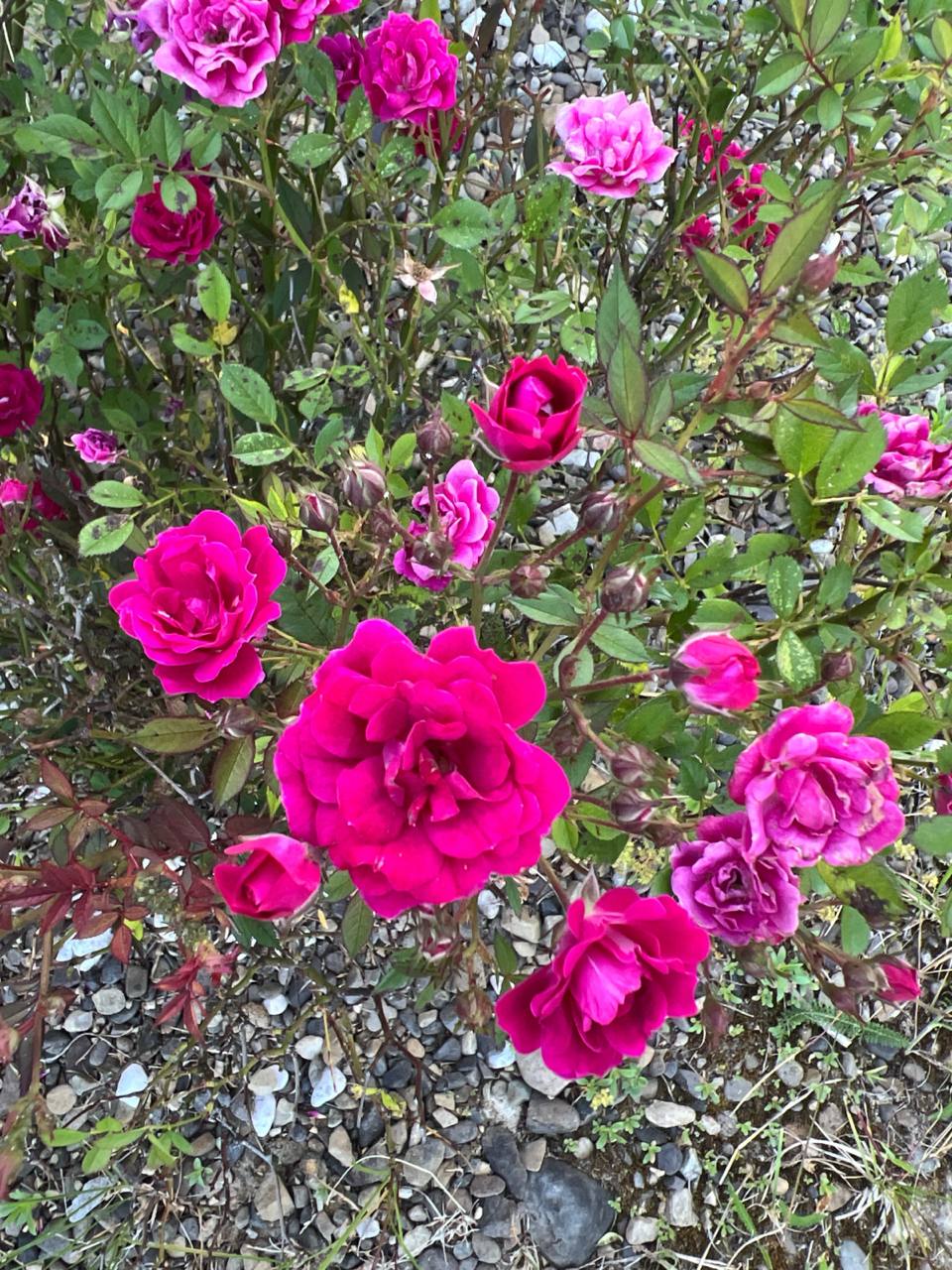 — Міша, а раптом вона нас не полюбить? — Олена завмерла біля вікна, притиснувши долоні до скла.Михайло відірвався від ноутбука, зняв окуляри і втомлено потер перенісся.За десять років спільного життя він навчився безпомилково вгадувати настрій дружини лише за інтонацією.Зараз в її голосі дзвеніла тривога — та сама, що з’явилася три місяці тому, коли вони подали документи на усиновлення.— Льоль, ну ми ж про це говорили, — м’яко промовив він. — Діти не можуть не полюбити таку маму.Вона обернулася, і він побачив, як тремтять її губи.Останнім часом це тремтіння з’являлося все частіше — немов передвісник бурі, готової ось-ось вибухнути.— Яку таку? — гірко посміхнулася вона. — Пусту? Яка навіть народити не змогла?Михайло стрімко підвівся, за два кроки опинився поруч з дружиною. Обійняв за плечі, притиснув до себе.Від неї пахло ромашковим чаєм і тією особливою, невловимою гіркотою, що з’являється у жінок, коли вони довго плачуть.— Перестань себе накручувати, — прошепотів він їй у маківку. — Ти будеш чудовою мамою. Найкращою. А Настуся… Ти ж бачила, як вона до тебе потягнулася під час першої ж зустрічі!Олена схлипнула, сховавшись йому в плече. Три роки пошуків причини безпліддя, нескінченні обстеження, чотири невдалі спроби ЕКЗ — все це виснажило її, випило душу.А потім з’явилася надія — трирічна дівчинка із золотистими кучериками і дивно серйозним поглядом карих очей.— Знаєш, — глухо промовила Олена, — я щодня заходжу в дитячу. Сідаю в це рожеве крісло, яке мама подарувала, і уявляю, як буду читати їй казки. Як буду заплітати косички, пекти млинці у вихідні.— Так і буде, — впевнено кивнув Михайло. — Через тиждень заберемо нашу дівчинку, і все буде саме так.Телефонний дзвінок розірвав затишну тишу їхніх обіймів.Олена здригнулася, відсторонилася.На екрані висвітилося ім’я їх інспектора з опіки — Марини Сергіївни.— Алло? — Олена увімкнула гучний зв’язок. — Так, слухаю вас.— Олена Вікторівна? Доброго ранку. Тут така справа… — голос у слухавці звучав незвично напружено. — Ви не могли б під’їхати сьогодні? Є важлива розмова.Олена переглянулася з чоловіком. У грудях неприємно кольнуло.— Щось з документами? — обережно запитала вона.— Ні-ні, з документами все в порядку. Загалом, з’явилися нові обставини. Давайте при зустрічі.Через годину вони вже сиділи в кабінеті Марини Сергіївни — суворої жінки середнього віку з незмінним пучком на потилиці.Вона явно нервувала — теребила край папки з документами, уникала моменту зустрітися поглядами.— Розумієте, — нарешті почала вона, — вчора з’ясувалося, що у Насті є брати. Двоє. Сім і дванадцять років.Олена відчула, як німіє обличчя.Михайло поруч завмер, немов скам’янів.— Як брати? — вичавила вона. — Чому ми дізнаємося про це тільки зараз?Марина Сергіївна важко зітхнула.— Вони перебували в іншому дитячому будинку. Матір позбавили прав два роки тому, дітей розподілили по різних закладах. Розумієте, за законом ми зобов’язані…Далі Олена слухала як крізь вату.Щось про права дітей, про психологічні травми розлуки, про необхідність зберігати сімейні зв’язки. Але вони і так вже були розлучені…У скронях стукало: «Все марно, їм не віддадуть Настю. Не віддадуть».Додому вони їхали мовчки. Михайло вів машину, стиснувши кермо до побілілих кісточок.Олена дивилася у вікно, але не бачила ні будинків, ні дерев — тільки миготіння плям світла і тіні.— Потрібно все обдумати, — нарешті промовив Михайло. — Спокійно, без паніки.Олена гірко посміхнулася:— Що тут думати? Ми планували одну дитину. Маленьку дівчинку. А тут…— Може, це знак? — тихо припустив він. — Доля?— Доля? — вона різко повернулася до чоловіка. — Міша, ти себе чуєш? Троє дітей! Відразу! Ми ж з одним боїмося не впоратися!Увечері приїхала мати Олени — похмура, галаслива Ганна Петрівна.Ледь переступивши поріг, вона вже все знала і мала готове рішення.— Навіть не думайте! — безапеляційно заявила вона, ставлячи на стіл каструлю з борщем. — Це ж божевілля — трьох відразу! Ви що, з глузду з’їхали?— Мамо… — почала Олена.— Ні, дослухай! — Анна Петрівна войовничо впиралася руками в боки. — Я тебе одну виростила — і то ледве справлялася. А тут троє! Та ще й чужих! Ти хоч уявляєш, що це таке?— Уявляю, — тихо відповіла Олена. — Це діти, яким потрібна сім’я.— Ось тільки не треба цих сльозливих сопель! — пирхнула мати. — Ти ще молода, можеш своїх народити. А не вийде — візьмете одну цю дівчинку, як планували. Навіщо вам зайвий головний біль?Увечері зателефонувала свекруха — худорлява, уїдлива Галина Миколаївна. Її думка збіглася з позицією Анни Петрівни:— Оленко, люба, ну куди вам троє? Ви ж зовсім недосвідчені батьки. Почніть з однієї дитини, придивіться, навчіться. А там, дивись, і своїх Бог дасть все-таки.Олена сиділа на кухні, крутила в руках давно охололу чашку чаю.У голові крутилися уривки фраз: «недосвідчені батьки», «зайвий головний біль», «своїх народити».Та хіба справа в досвіді? Хіба можна навчитися бути батьком за підручником?Михайло працював допізна — мабуть, теж перетравлював новини. Повернувся після півночі, схудлий, з червоними від втоми очима.— Поговорив з хлопцями на роботі, — сказав він, сідаючи поруч. — Знаєш, що найцікавіше? Всі в один голос твердять: «Беріть тільки дівчинку». А я дивлюся і думаю: а як же хлопчики? Що з ними буде?Олена накрила його руку своєю:— Я весь день про це думаю. Уявляєш, як це — знати, що твою сестричку забрали в сім’ю, а ти залишився?Вона помовчала і продовжила:— А знаєш, що найстрашніше?…📌📌Продовження історії читайте в першому коментарі 📌📌