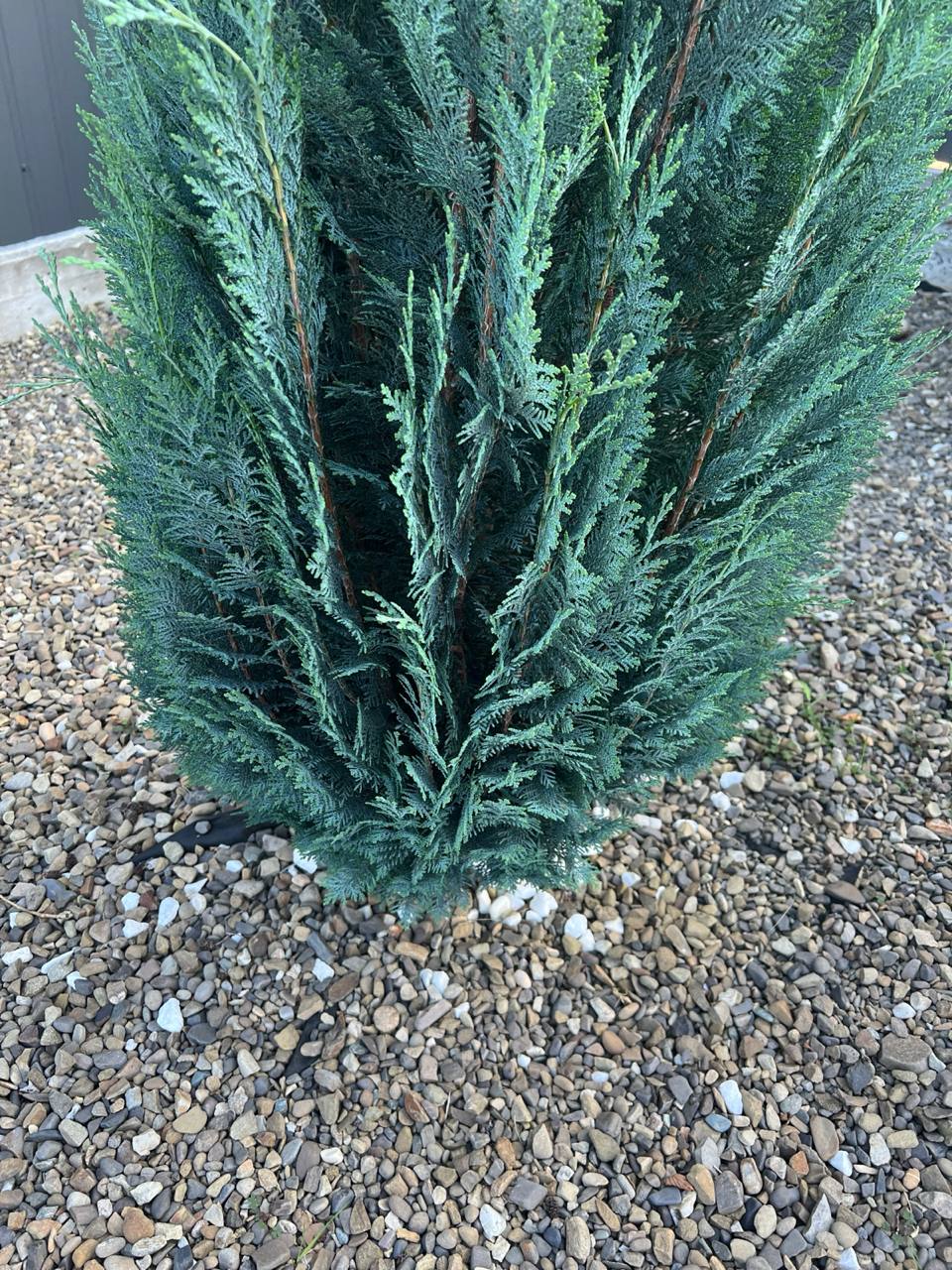 Світлана все життя вважала Надію своєю найкращою подругою. Їхнє знайомство почалося ще в першому класі. Світлана сиділа на передостанній парті й тихо плакала: мама зранку посварилась із татом і пішла на роботу, грюкнувши дверима. І в ту мить до неї підсіла дівчинка з тугою косою і ясними очима.– Я Надя, – сказала вона. – А ти не плач, добре? Все буде добре. Я завжди з собою ношу хустинку – ось, витри сльози.З того дня вони стали нерозлучними.Дитинство було спільне: ляльки на ковдрі, перші зачіски одна одній, ділення цукерками і домашні завдання, які завжди робили разом. Надя була розумна, спокійна, як камінь у річці. Світлана – навпаки: імпульсивна, щира до болю, часто розчаровувалась у людях. Але в Наді – ніколи.– Ти мені як сестра, – казала вона. – Може, і рідна не була б такою.Коли в десятому класі у Світлани раптово не стало тата, Надя була першою, хто прибіг.– Я просто хочу бути з тобою, – тихо мовила вона.І вона була: на похороні, потім увесь тиждень після. Сиділа, мовчала, обіймала. У її присутності було легше дихати.Після школи Світлана поїхала в Київ. Надя лишилася у райцентрі, поступила в медичний. Вони писали листи – справжні, на папері. А потім зʼявилися телефони, дзвінки раз на тиждень, а далі – життя, у кожної своє.Продовження в першому коментарі