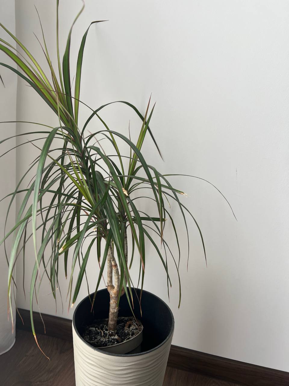 — Ну, якщо розлучення, то ділимо квартиру! Половина мені! – впевнено сказав чоловік, але його швидко поставили на місце