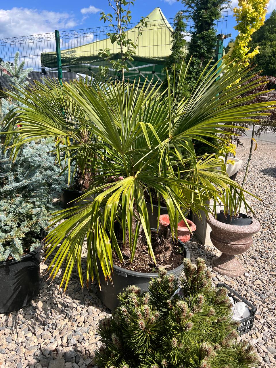 – Могла б і подарувати нам ті п’ять тисяч, не обов’язково вимагати борг, – пробурчав Павло. – Ну, вибач, після того, як ти моїй мамі на ювілей мітлу подарував…