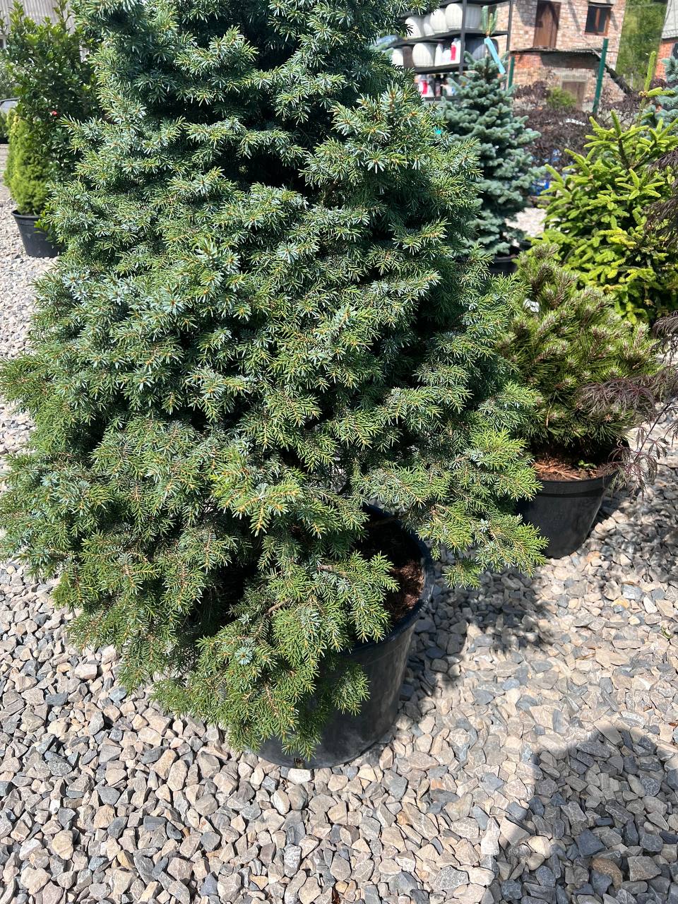 – А всі твої прикраси та гроші я забираю за те, що мешкав з тобою, огрядною бабою весь цей рік.