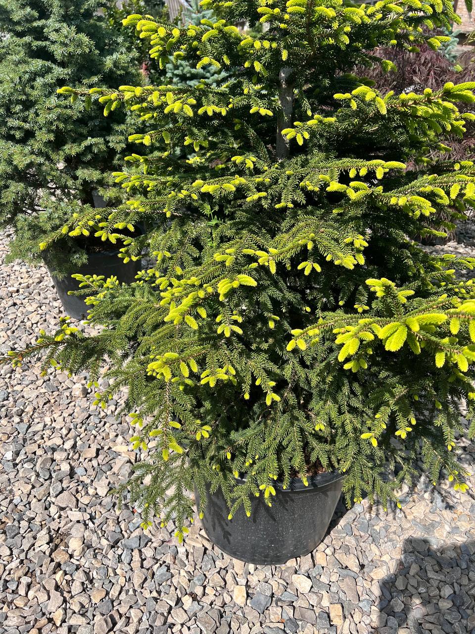 – Знайшов, синку, знайшов… Іра стояла біля порога і дивилася на своїх чоловіків, і великі сльози котилися по її щоках