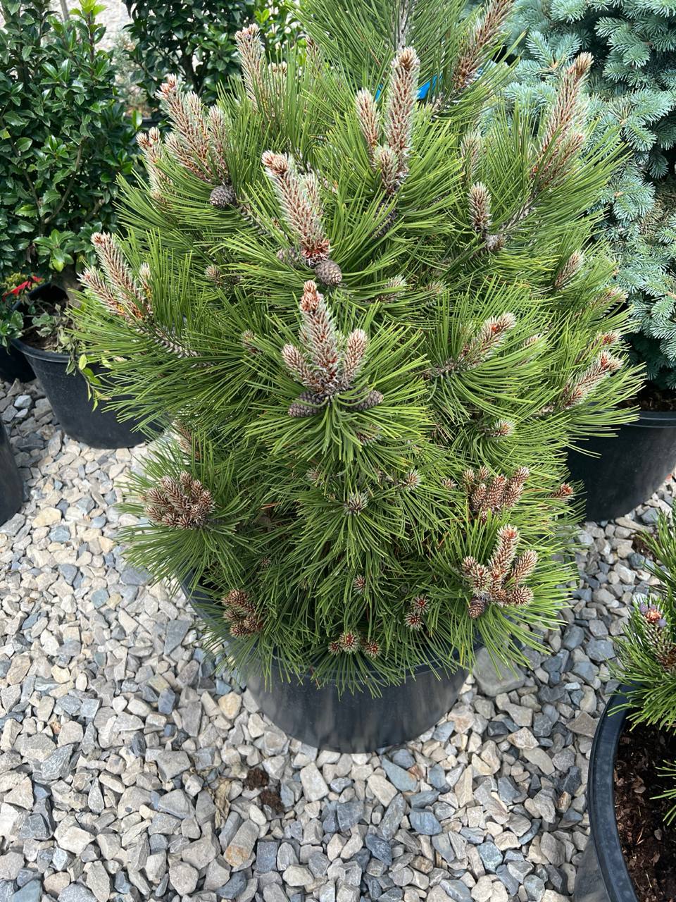 До матері з запізненням…