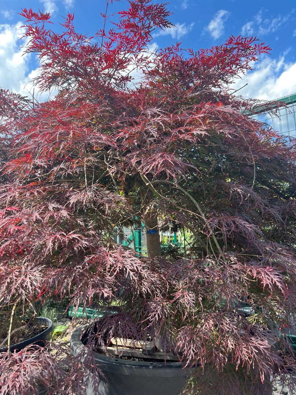 – Кохаєш, кажеш? – Андрій примружився і оголив передні зуби. – А сказала, що заміж виходиш? Збрехала, чи що