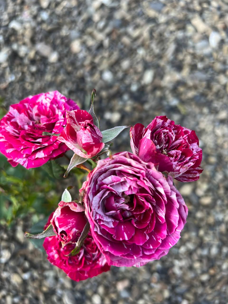 Струшуючи джинси чоловіка перед пранням, Надія раптом натрапила на чужу (чи то пак, незнайому) банківську картку в кишені. «Дріб’язок не витягнув», — майнула думка, але коли Надія роздивилася знахідку, їй аж зле стало