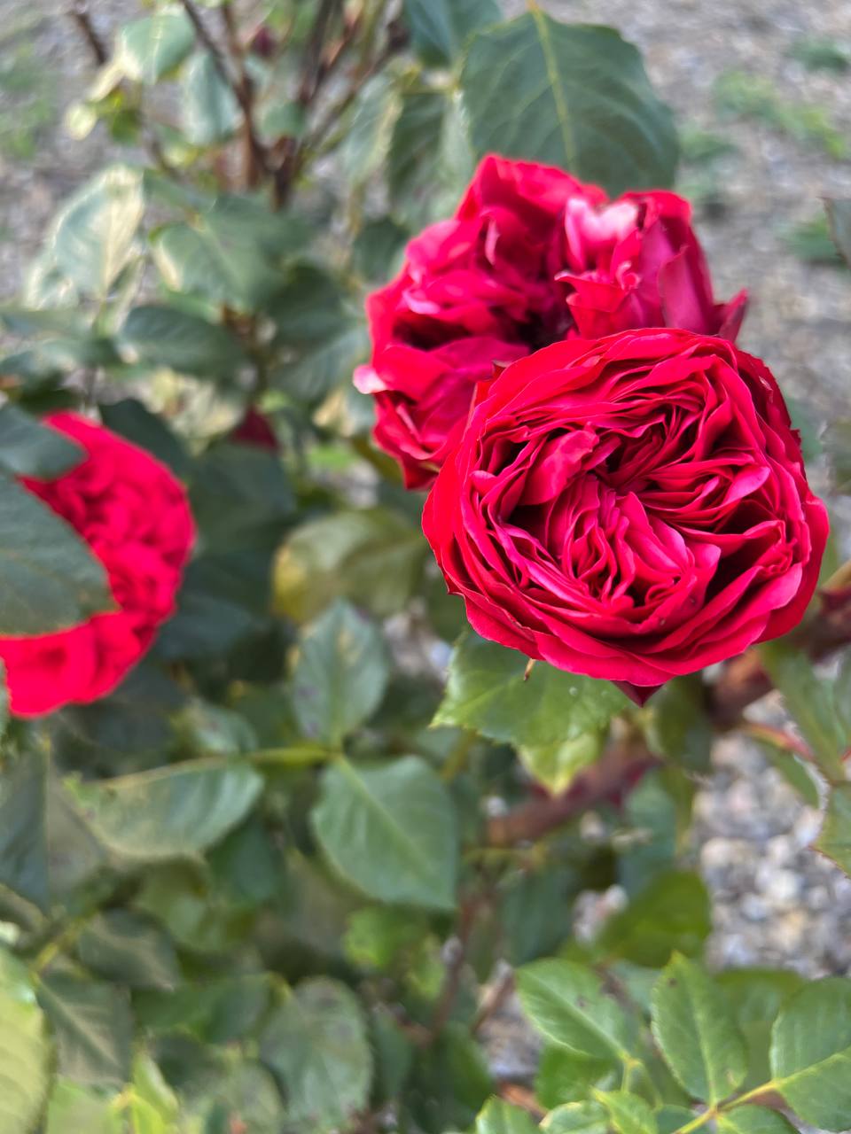 Марино, ну де ж ти ходиш? Там під під’їздом якийсь чоловік з величезним букетом квітів тебе вже дві години чекає, – каже сусідка Марині, яка якраз з дітьми поверталася з магазину. – Дякую, Катю, що попередила, але я і уявлення не маю, хто б це міг бути, – Марина і справді почувалася розгубленою, бо не могла навіть припустити, хто б це міг бути, адже вона останнім часом ні з ким не спілкується. Коли Марина вже ближче підійшла до під’їзду, то першим побачила і впізнала нежданного гостя старша донечка Марини. Алінка побігла до нього зі словами: «Дядько Дмитро приїхав! А ти знову купив мені ляльку?»