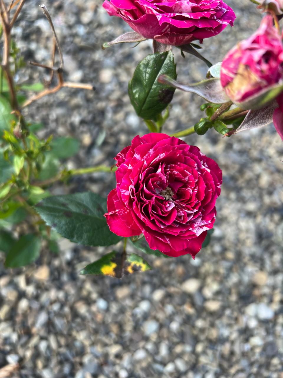 Рибний суп? В неділю? Ви це серйозно? – свекруха гидливо скривилася, дивлячись на обідній стіл сина. Ніна опустила очі, Артем поспішив її заспокоїти і владнати ситуацію. – Мамо, це суп із червоної риби і він справді дуже смачний, – звернувся він до матері. – Сину, поки ти жив зі мною, я тебе годувала в неділю червоним борщем з м’ясом і варениками з сиром. Подивися на себе, як ти схуд. І це все ваші дієти і ваші рибні супчики, – не вгавала Тамара Іванівна