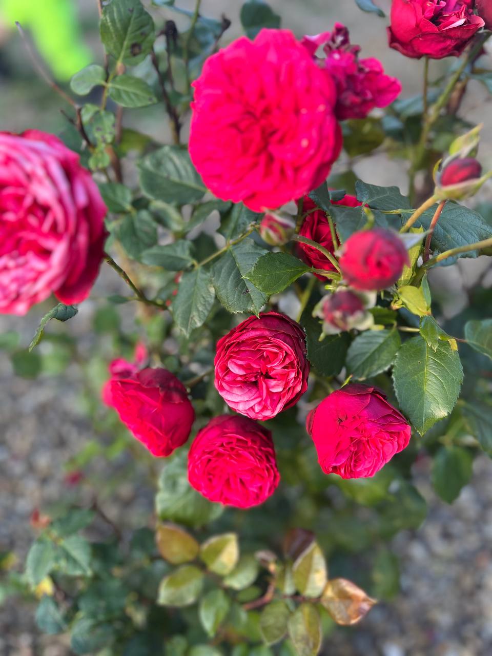 – Ох, як ти заговорила, мамо! Проміняла рідну дочку на цього пса