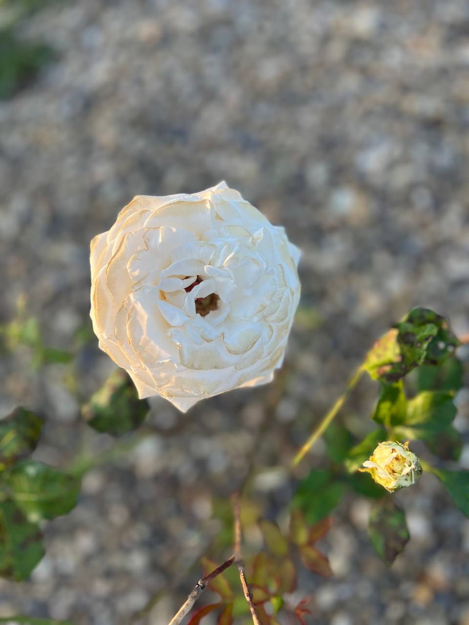 Мені цей будинок не потрібний, тому роби що хочеш, – такими були слова мого брата 10 років тому, коли не стало нашого батька, і комусь з нас треба було доглядати за мамою. – Ще скажи, що і мама тобі не потрібна, – не витримала я. – Зоряно, я ж тобі уже все пояснив – до мами я не переїду, і забрати її до себе не можу, тому мама – це твій клопіт, ти ж дочка, – Юрій навіть не намагався вирішити цю ситуацію разом, він просто гарненько все переклав на мої плечі
