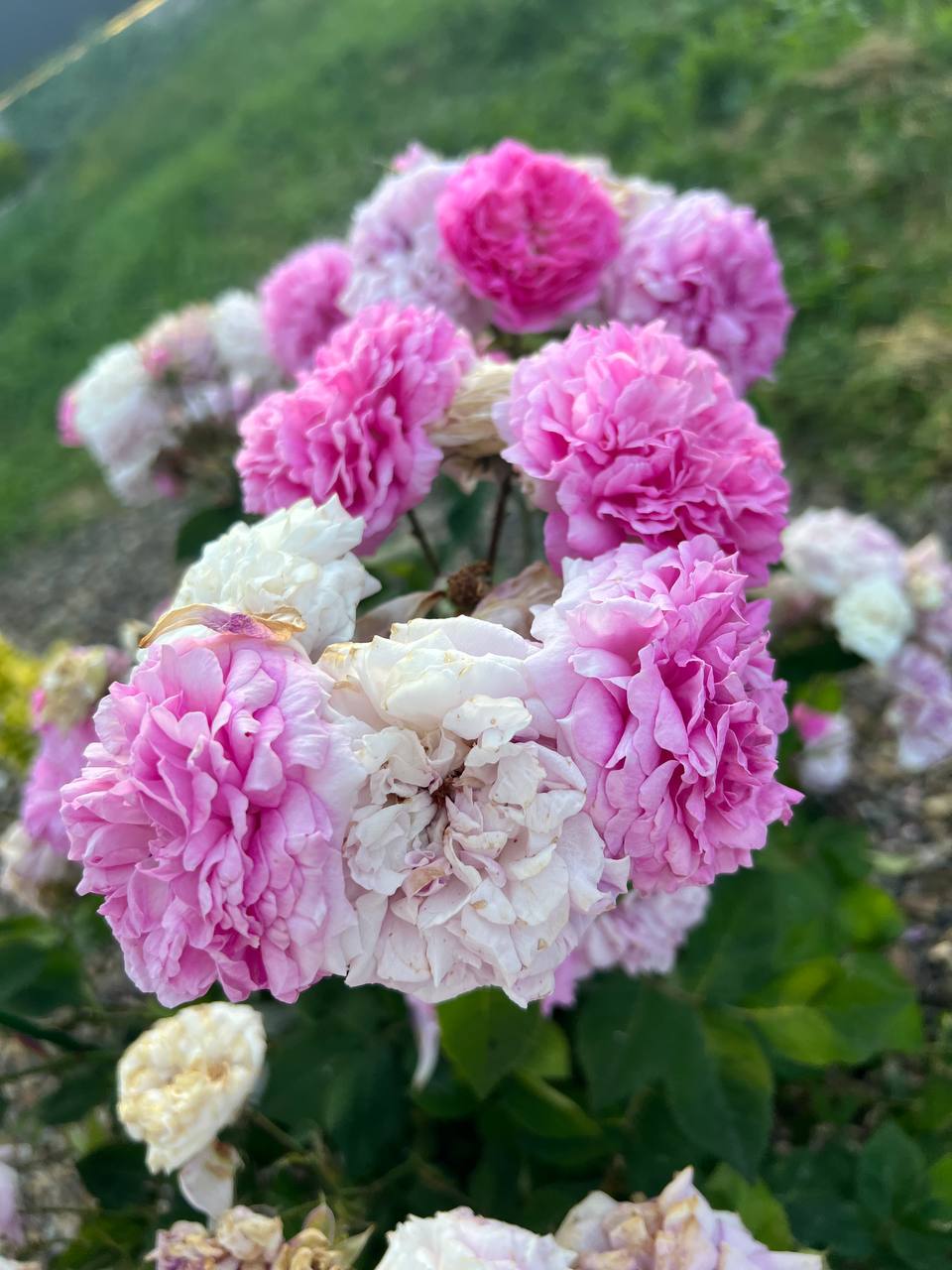 Коли Марина вперше побачила на зупинці ту дівчинку з великим рожевим рюкзаком — подумала, що, певно, хтось загубився. У дитини була така бліда мордочка й насторожений погляд, що мимоволі захотілося дістати цукерку чи хоч якийсь пиріжок. Але Марина лише тихо видихнула, сіла на лавку поруч і зробила вигляд, що чекає автобуса. Насправді вона йшла з магазину пішки — автобус давно проїхав.