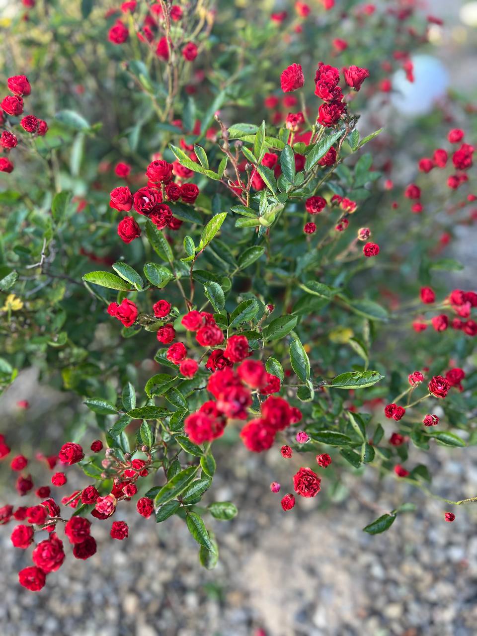 — А куди їй витрачати гроші, якщо вона живе сама? Нехай розщедриться. Ми теж хочемо розважитися.