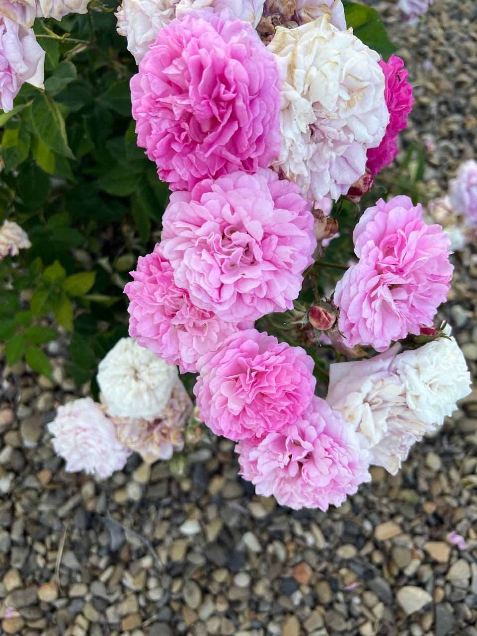 – Вадим нам чужий! І не вдавай із себе благородного батька для не рідної дитини! – шипіла Алевтина Ігорівна на сина