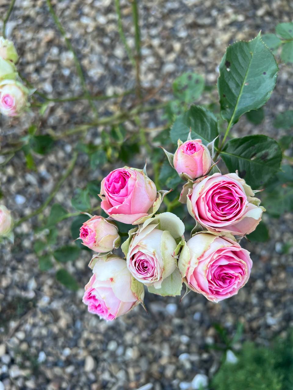 Ларисо! Зупинися! Я тобі наказую. Куди це ти зібралася? До яких таких нових знайомих