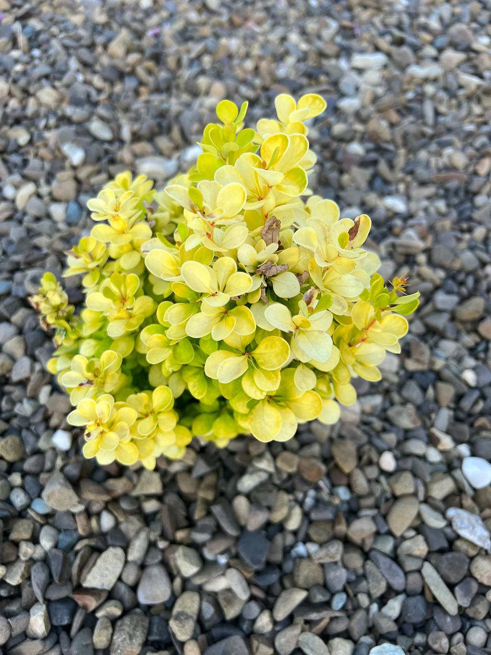 – Гарної помсти не вийшло, але справедливість, перемогла! Він відстояв честь матері, і тепер можна спокійно жити далі