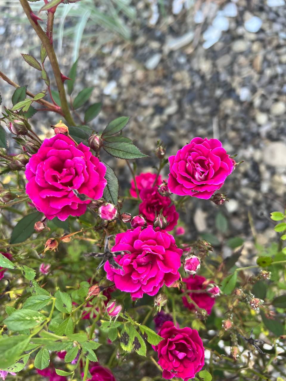 – Зовсім ми не бідні! – заперечила мати. – Квартира у нас, хоч і двокімнатна, але своя. Я працюю бухгалтеркою. Зарплата цілком нормальна. Так, ми ніколи не шикували, але й у злиднях ніколи не жили. А скоро ти підеш працювати, і ми житимемо ще краще