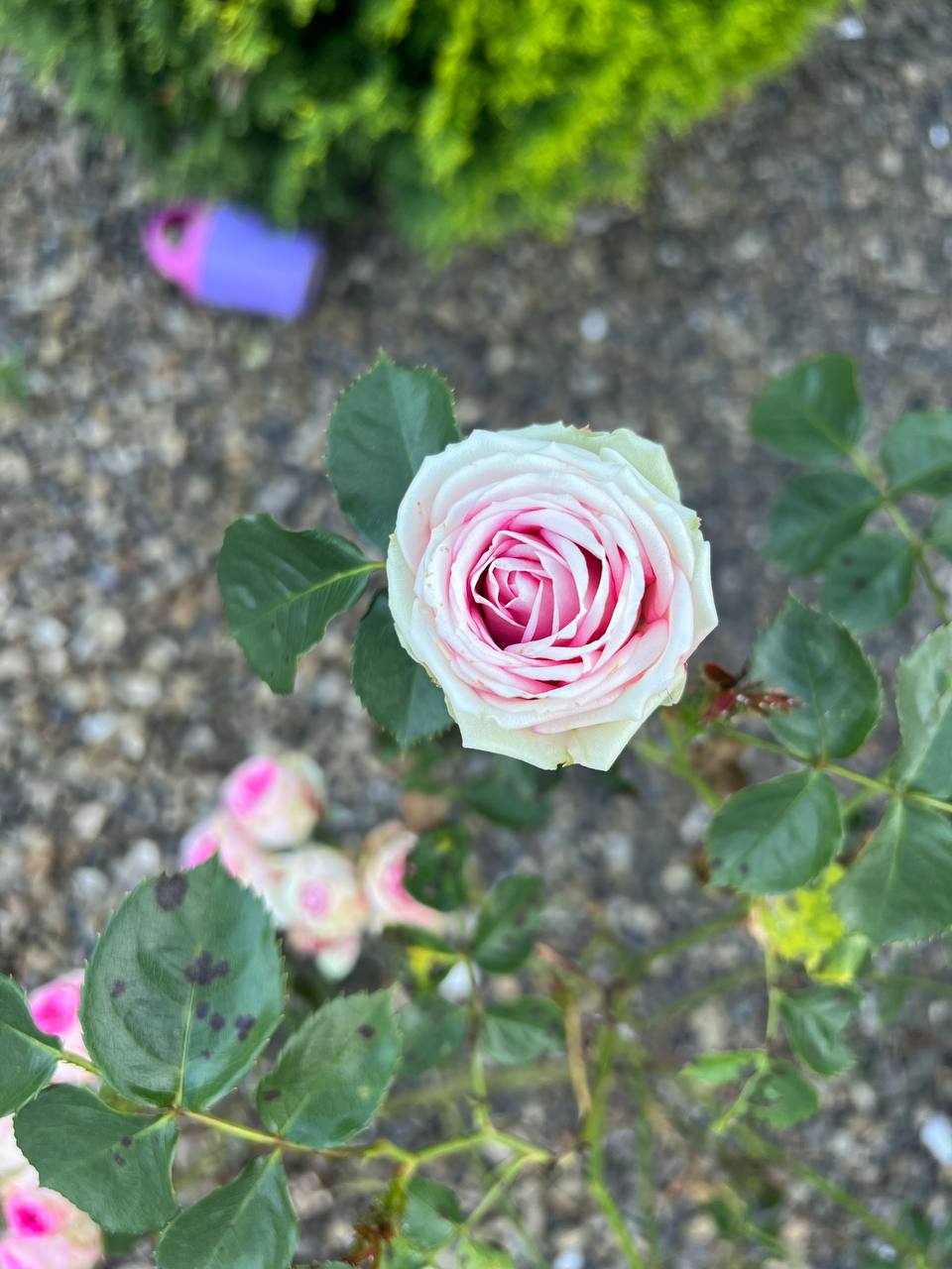 Привіт, Галинко, зайшла до тебе, щоб новину сказати. Люба приїхала, так що чекай гостей. Ти, головне, не переживай, ми тут з сусідами усі засвідчимо, як воно було. Але кажу тобі, щоб ти готова була, – Стефа прибігла до сусідки з самого ранку з цікавою новиною. – Дякую, тітко Стефо. А ви впевнені, що це таки була Люба? Де ви її бачили? – Галина намагалася зрозуміти, що відбувається, чому зовиця приїхала саме зараз, коли їй і так дуже важко