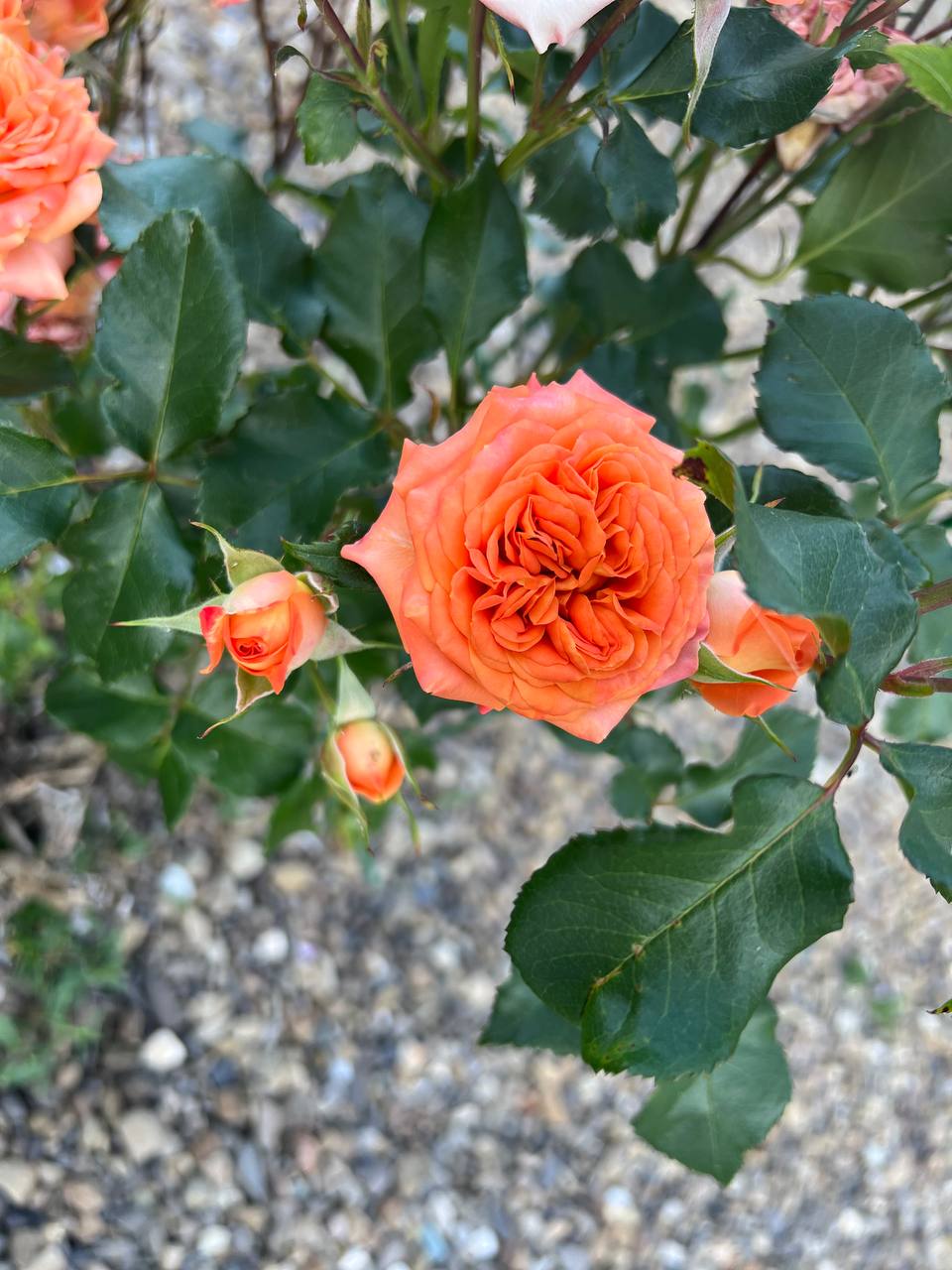 Це де ж таке бачено, щоб діти одружувалися, не питаючи дозволу у батьків, не отримавши батьківського благословення? – Закричав батько, заскочивши до хати