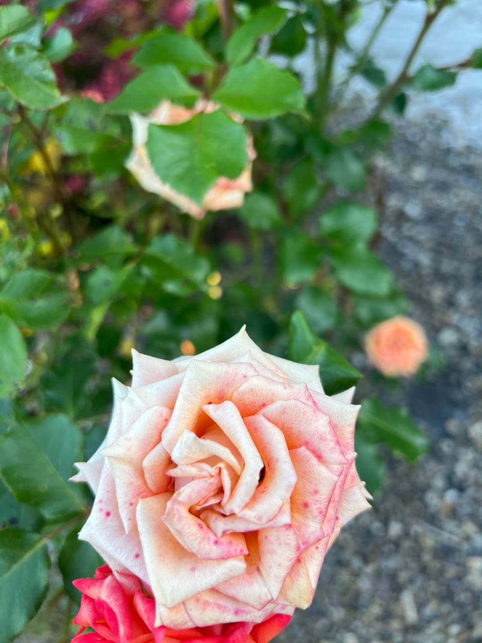 Прийшла до нас свекруха, сказала, що була неподалік і зайшла, але я в цю версію не повірила, я занадто добре знаю цю людину. Щоб зайвий раз не нервувати, я пригостила маму чоловіка сніданком, і сказала, що мені треба в магазин. Коли я повернулася додому, свекрухи у нас уже не було. Але чоловік сидів якийсь надто накручений. – Марто, нам поговорити треба, – каже. – Присядь. Я присіла, і щось мені підказувало, що нічого доброго він мені зараз не скаже. – Одним словом, дачу ми купуємо собі, але оформляємо на мою маму. Це і буде наш подарунок на її ювілей, – заявив чоловік