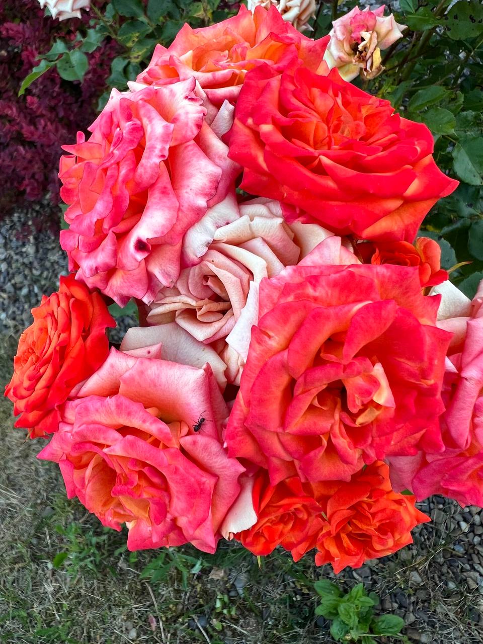 Синку, а чому ти прийшов один? Де Софія? – розгублено запитала я, коли побачила, що на дачу Юрій приїхав один. – Вона щось себе не дуже добре почуває, – відповів син і попрямував до батька вітати його з днем народження. В цьому році ювілей чоловіка ми вирішили святкувати на свіжому повітрі. У нас є чудова дача за містом, погода дозволяє, то ж ми вирішили покликати дочку з зятем і сина з невісткою, і посмажити шашлик на природі. Взагалі, сімейні посиденьки в нашій родині – це звична справа, ми часто збираємося разом. Тільки от я помітила, що невістка нас уникає