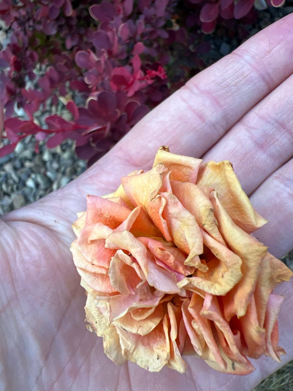 Мамо, це ж всього навсього квартира, і вона і так пустує, а я – твоя рідна донька, – каже мені Світлана. Я зараз живу в Німеччині, працюю, і змогла купити собі квартиру. Мені вже 65 років, і я розумію, що ще трохи, і треба буде повертатися додому, тому я і впорядкувала для себе житло, усвідомлюючи, що я в такій ситуації, що хоч і маю дочку, але мені доводиться розраховувати лише на себе. Та зараз дочка просить, щоб я свою квартиру віддала їй