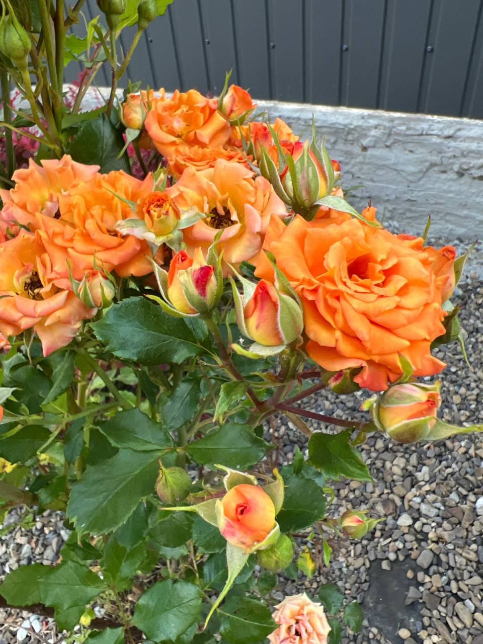 Я знаю, що ти мене заблокувала. Але я маю сказати: ти пошкодуєш про це. Усе, що я робив – заради нас. Заради сім’ї